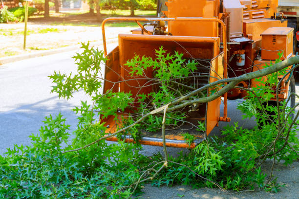 Reliable Groveport, OH Tree Service Solutions